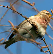 Common Redpoll