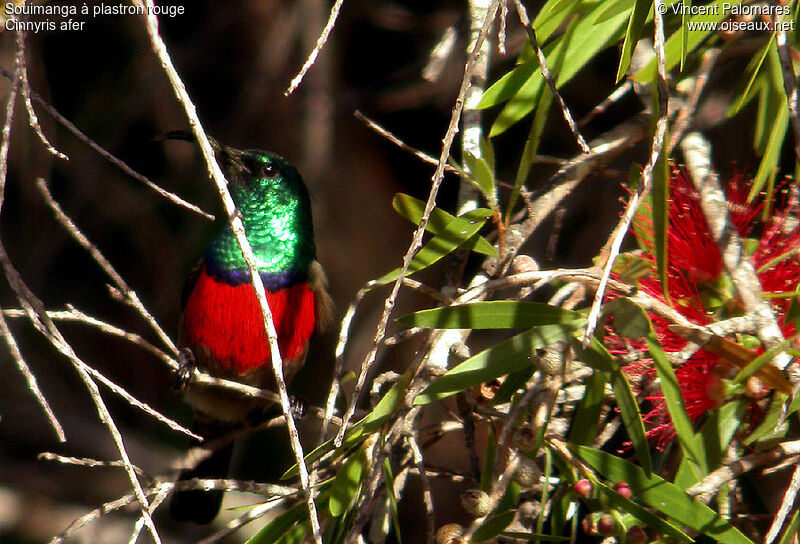 Greater Double-collared Sunbird male