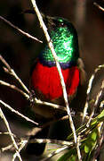 Greater Double-collared Sunbird