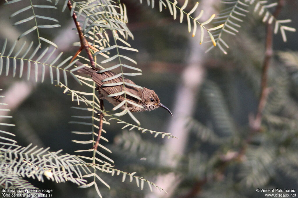 Scarlet-chested Sunbird female