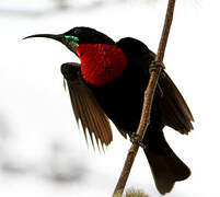 Scarlet-chested Sunbird