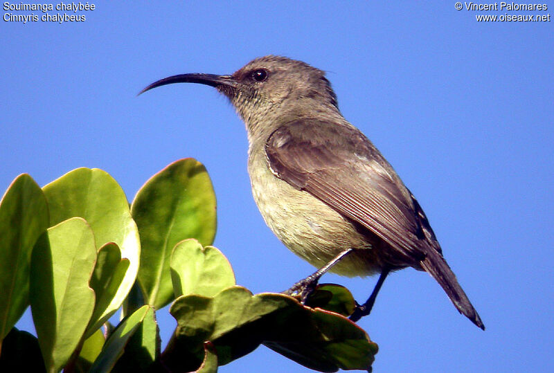 Southern Double-collared Sunbird female
