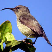 Southern Double-collared Sunbird