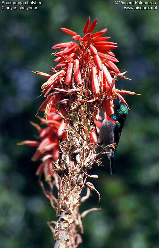 Southern Double-collared Sunbird