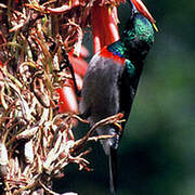 Southern Double-collared Sunbird