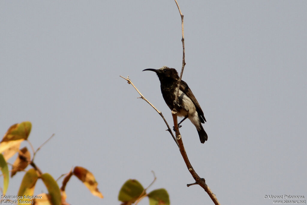 Dusky Sunbird