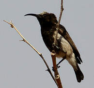 Dusky Sunbird