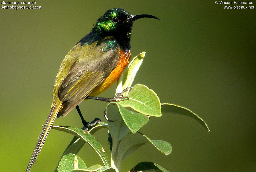 Orange-breasted Sunbird