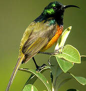 Orange-breasted Sunbird