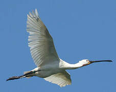 Eurasian Spoonbill