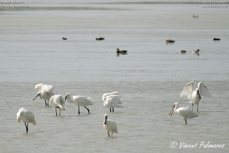 Eurasian Spoonbill