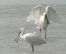 Eurasian Spoonbill