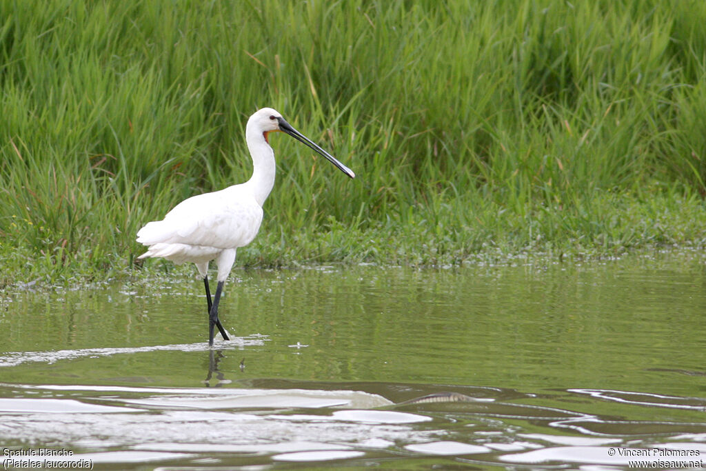 Eurasian Spoonbilladult breeding