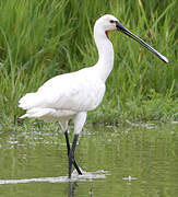 Eurasian Spoonbill