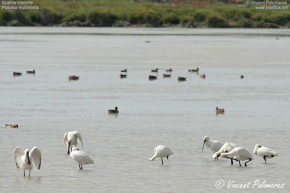 Eurasian Spoonbill