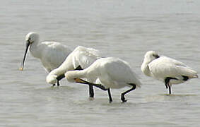 Eurasian Spoonbill