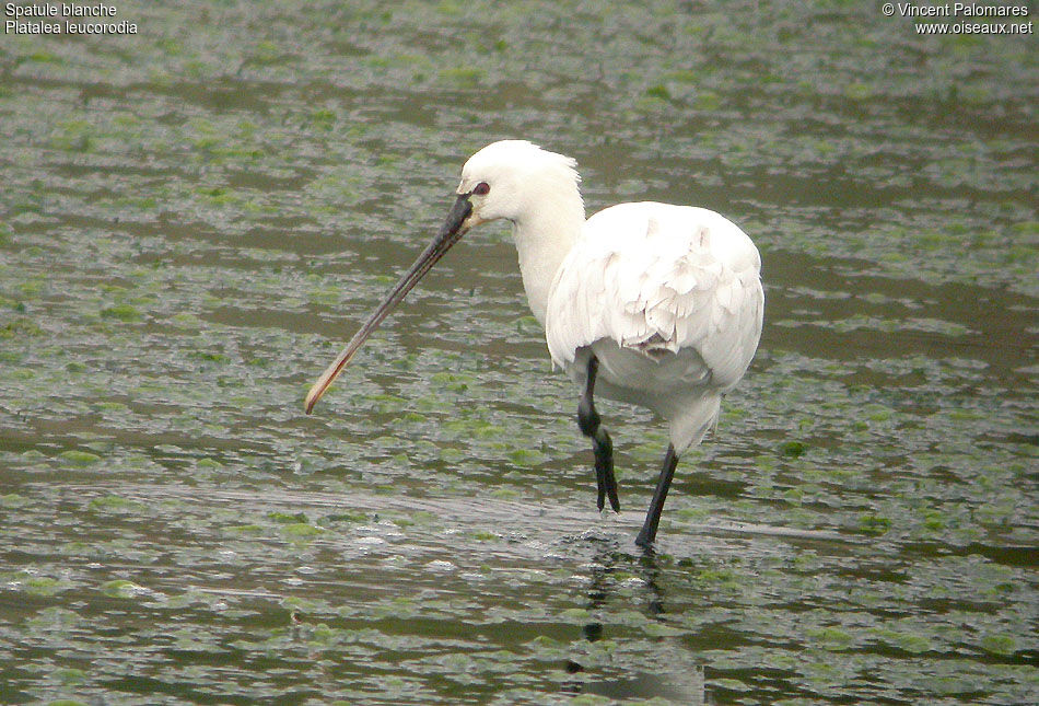 Spatule blanche