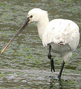 Eurasian Spoonbill