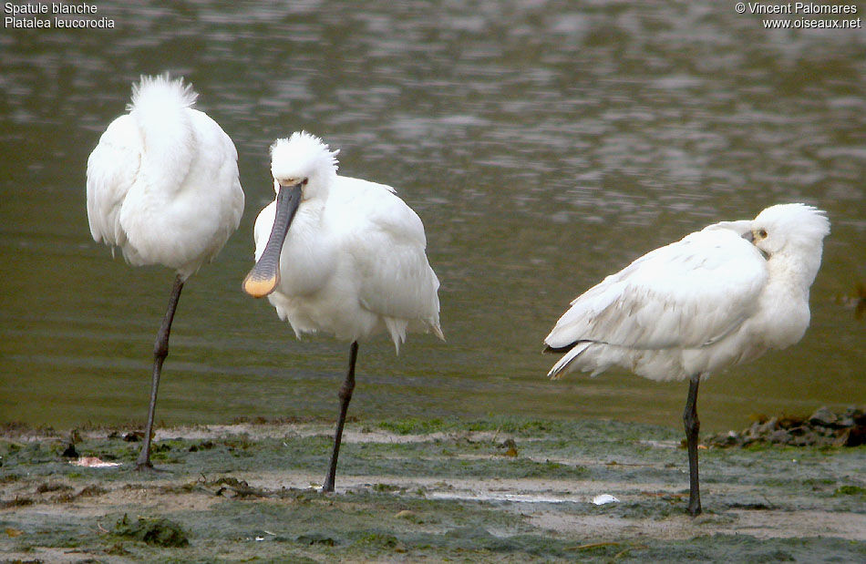 Eurasian Spoonbill