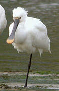 Eurasian Spoonbill