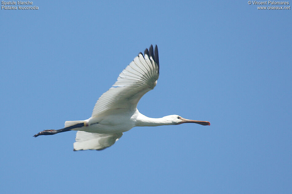 Eurasian SpoonbillFirst year