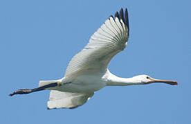 Eurasian Spoonbill