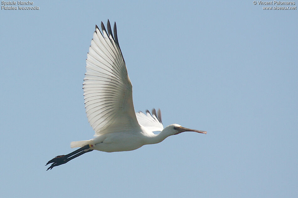 Eurasian SpoonbillFirst year