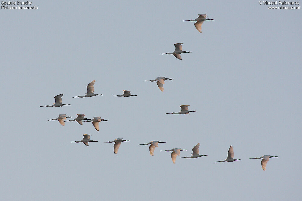 Eurasian Spoonbill