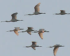 Eurasian Spoonbill