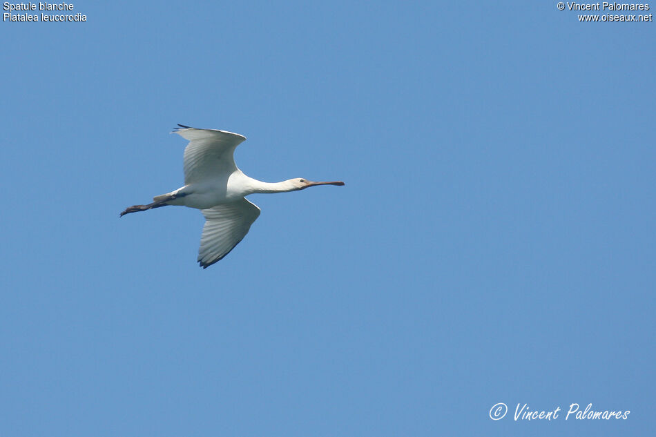 Eurasian Spoonbill