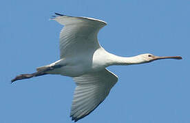 Eurasian Spoonbill