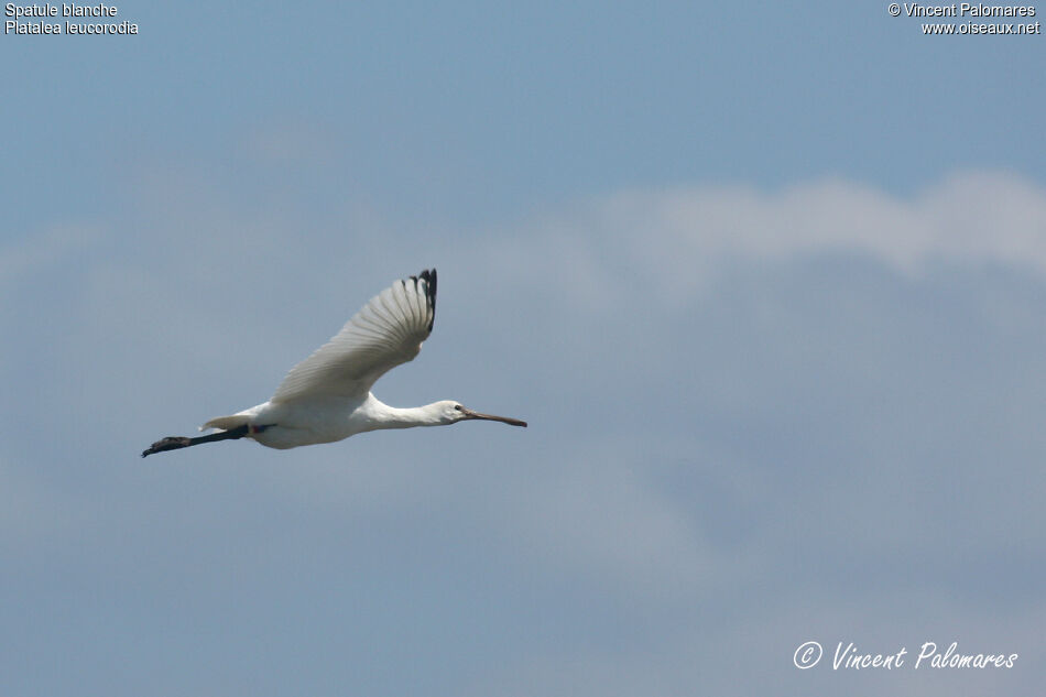 Eurasian Spoonbill