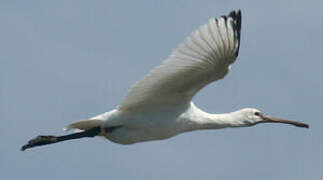 Eurasian Spoonbill