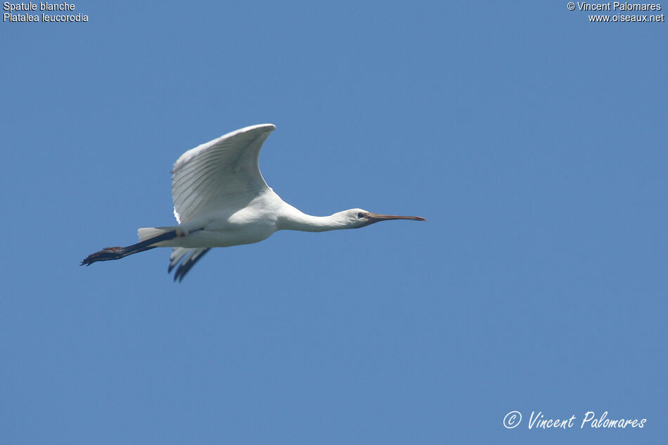 Eurasian Spoonbill