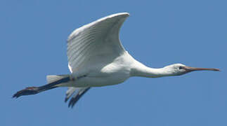 Eurasian Spoonbill