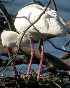 African Spoonbill