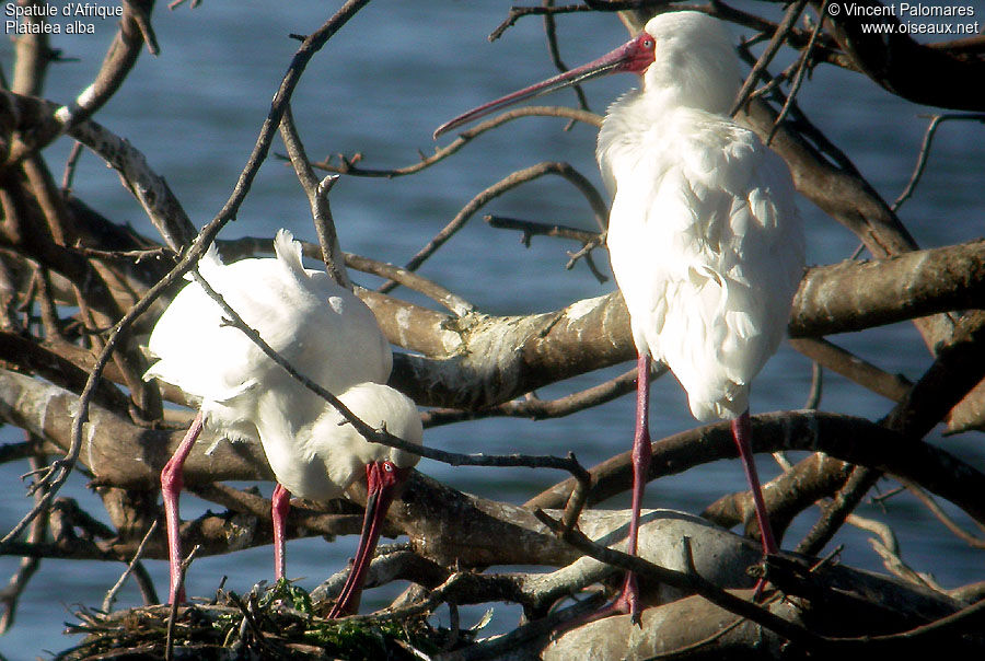 African Spoonbill