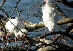 African Spoonbill