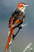 Cape Grassbird