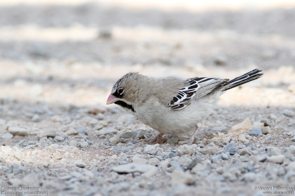 Scaly-feathered Weaver