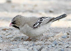 Scaly-feathered Weaver