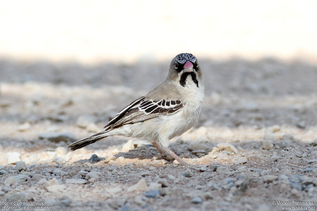 Scaly-feathered Weaver