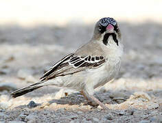 Scaly-feathered Weaver