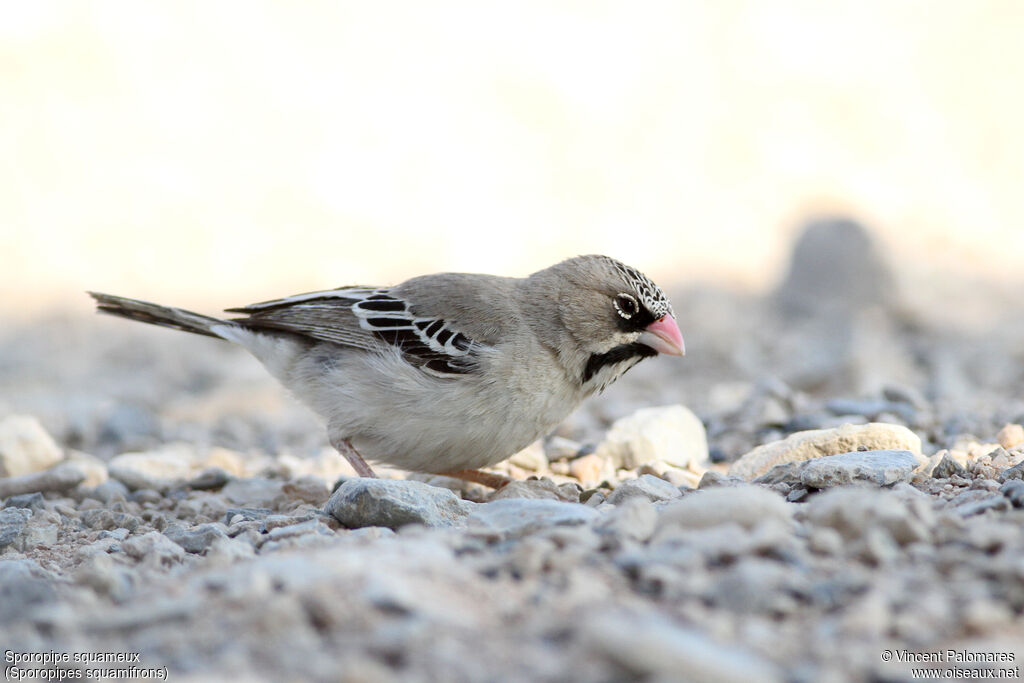 Scaly-feathered Weaver