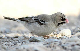 Scaly-feathered Weaver