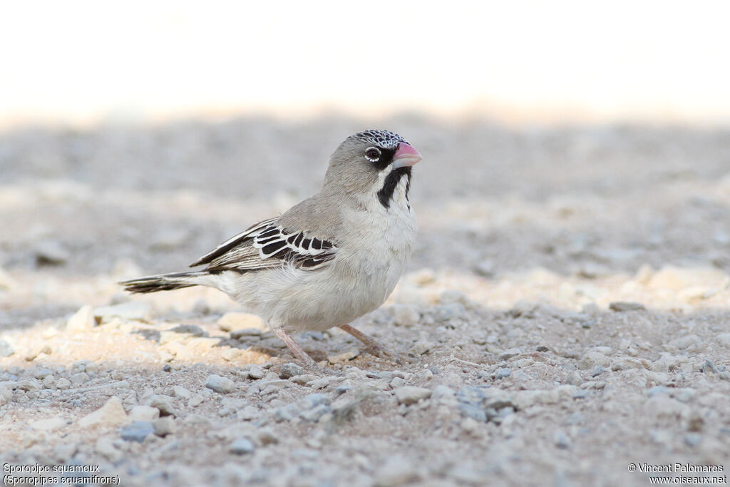 Scaly-feathered Weaver