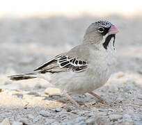 Scaly-feathered Weaver