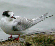 Arctic Tern