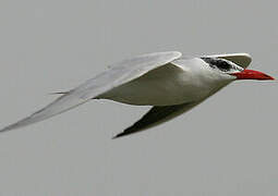 Caspian Tern