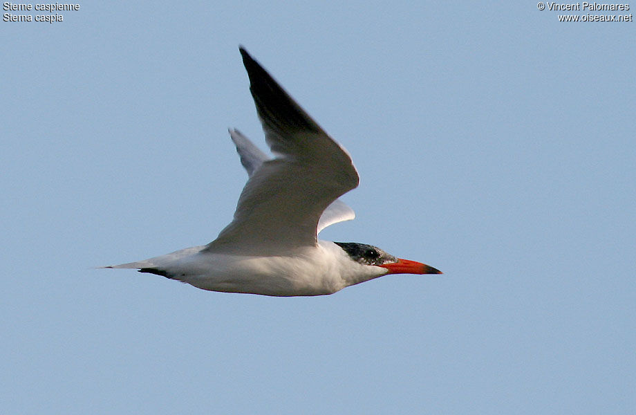 Caspian Tern